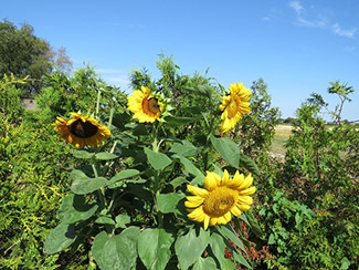 Sonnenblumen im Garten